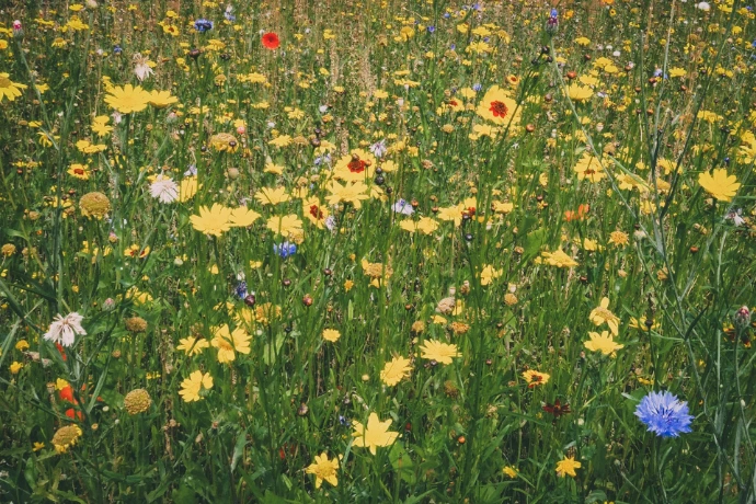 yellow-petaled flowers